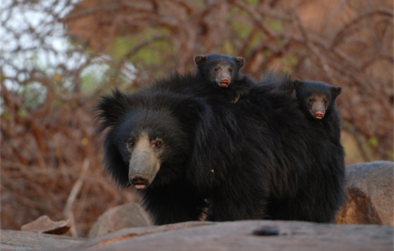 Sloth Bear with cubs_R.©Kalyan Varma